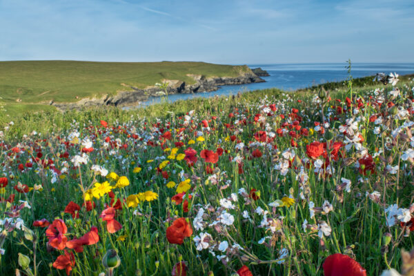 Cornwall in Spring: Where to Stay to See Blooming Gardens