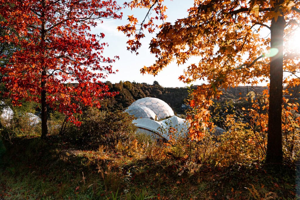 Autumnal trees surrounding The Eden Project in Cornwall, showcasing vibrant fall foliage and clear skies.