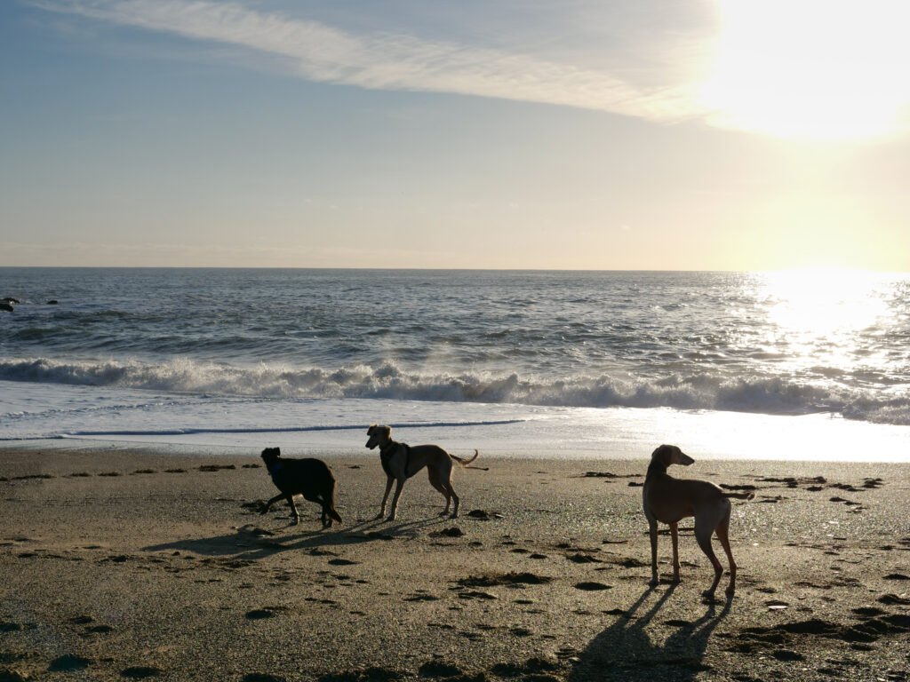 Dogs playing on the beach at Gunwalloe, Cornwall