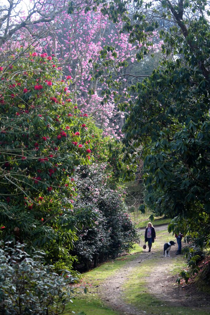 Spring woodland path with blooming trees and visitors walking with dogs.