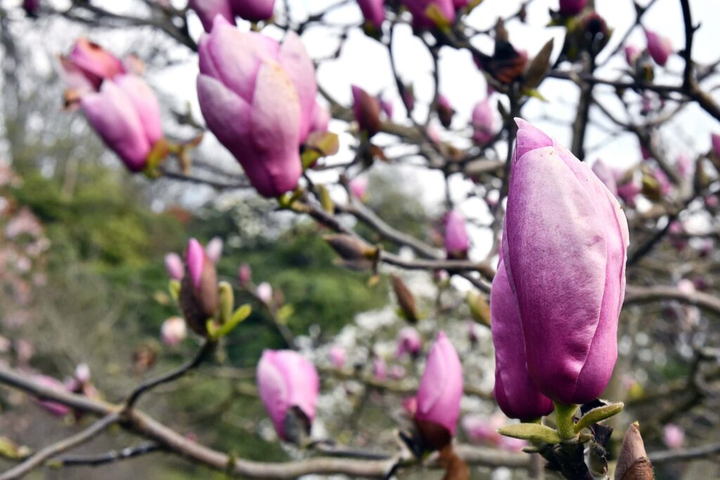 Magnolia flower close-up with pink petals in bloom.