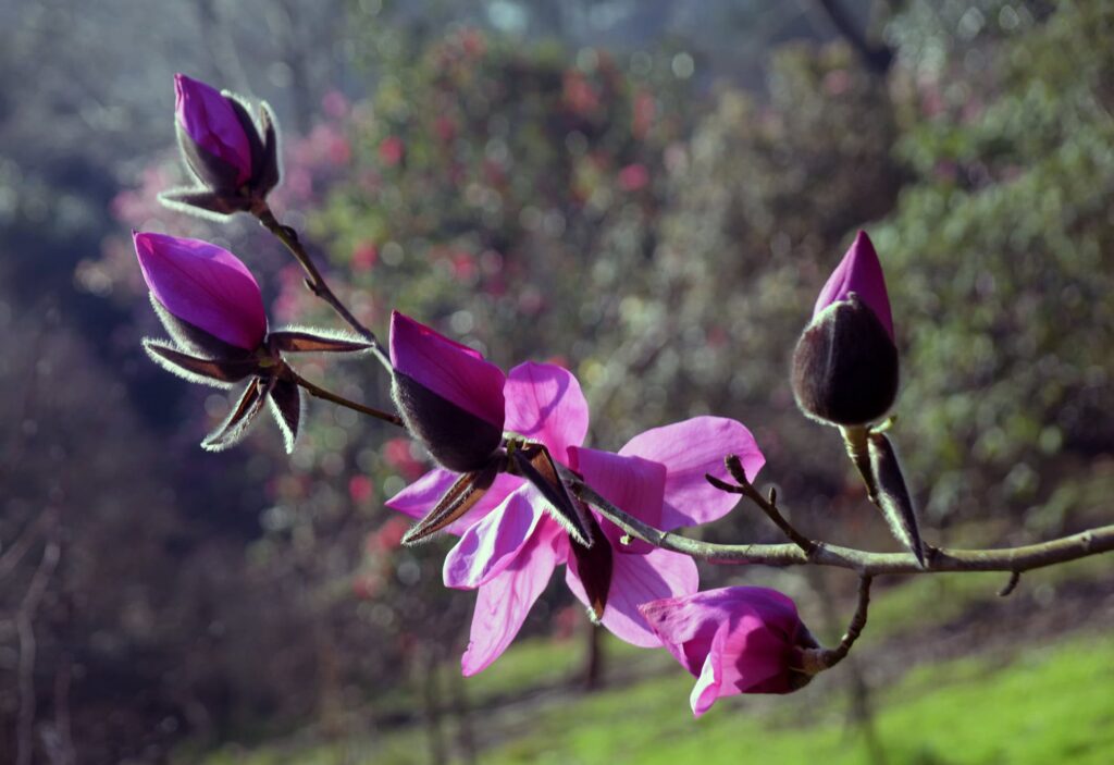 Close-up of pink magnolia flowers blooming on a branch in natural light.