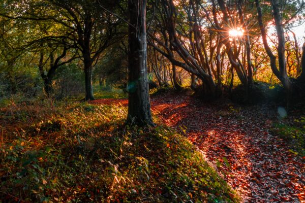 October Half Term in Cornwall 2026: Best Things to Do & Family Days Out