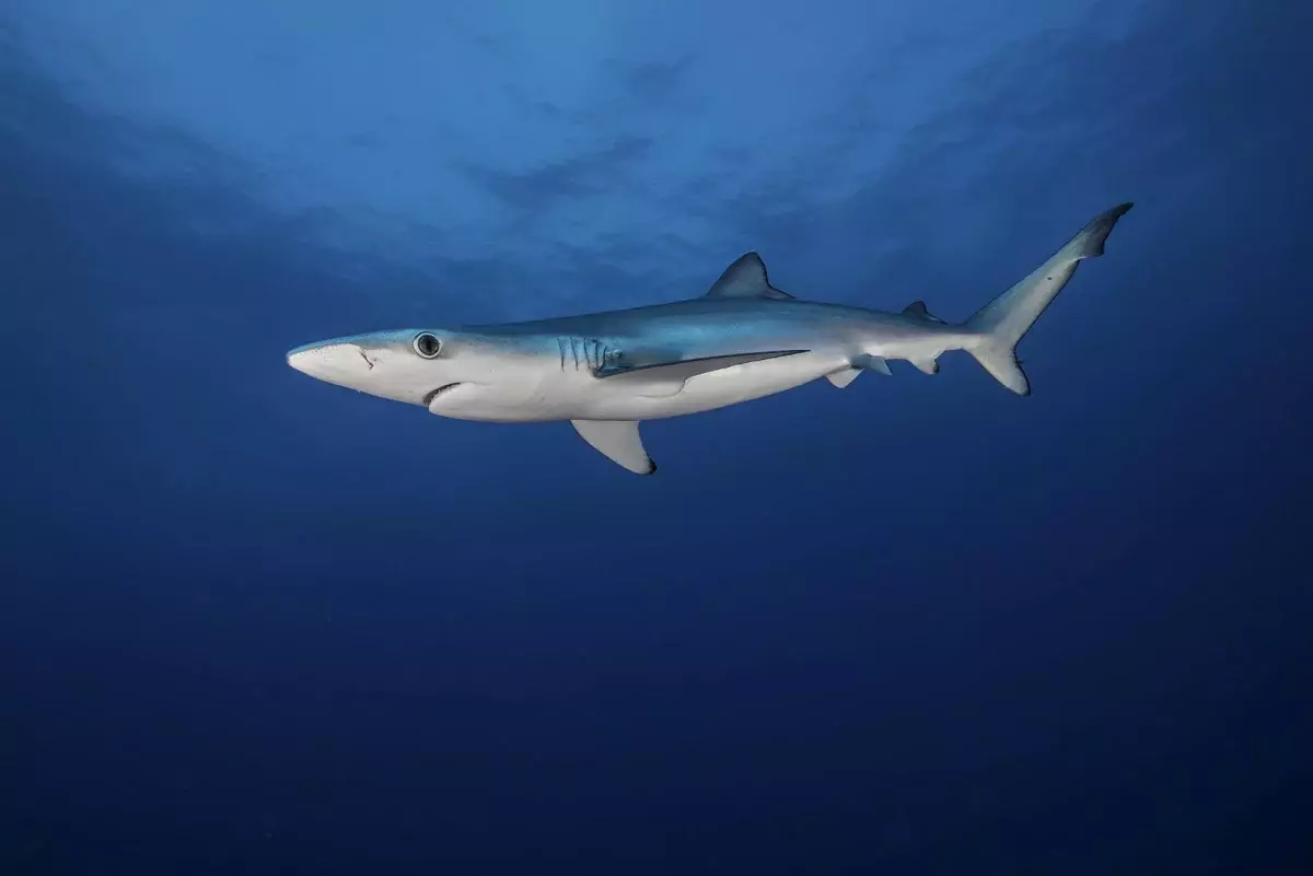 Blue shark