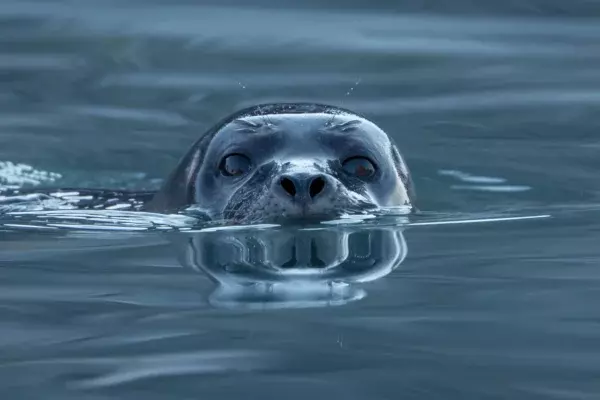 Harbor_seal_(Phoca_vitulina)_at_Magdalen_fjord,_Svalbard_(1)