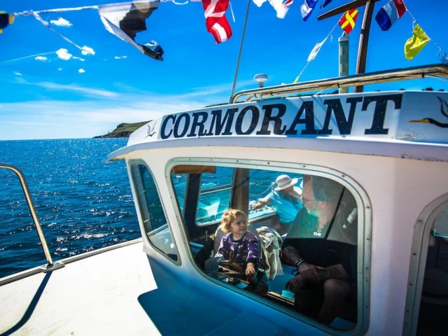 Cormorant Cruising