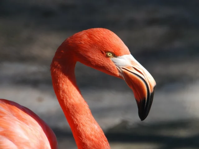 Paradise Park flamingo