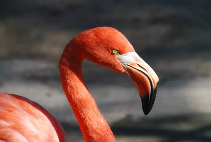 Paradise Park flamingo