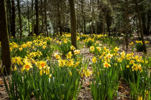 Daffodils Woodland Walk Heligan