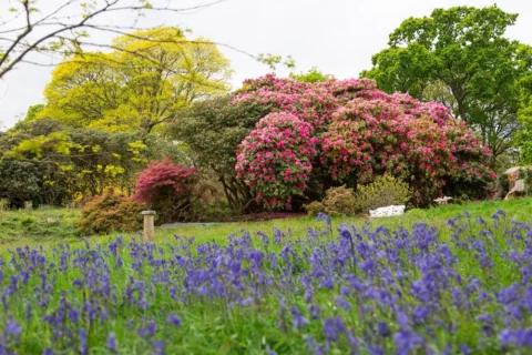 The historic American Gardens at Pentillie Castle and Estate by Charlotte Dart Photography