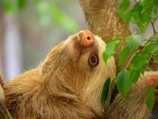 Newquay Zoo sloth