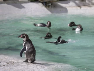 Newquay Zoo_Penguins