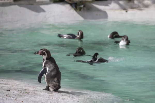 Newquay Zoo_Penguins