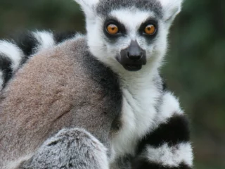 Newquay Zoo_Lemur
