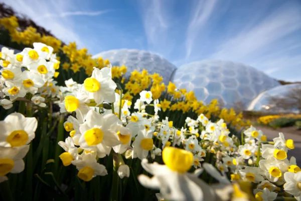 eden project outdoor-gardens-daffodils