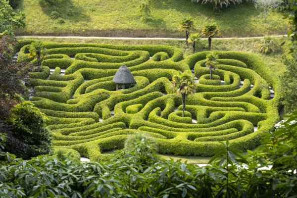 View of the cherry laurel hedge maze at Glendurgan Garden, Cornwall. Planted on one side of the valley, in the heart of the garden. Cherry laurel is vigorous and tough enough to withstand regular trimming and footsteps around its roots. Palm trees mark the four corners of the puzzle and a thatched summerhouse sits in the middle.