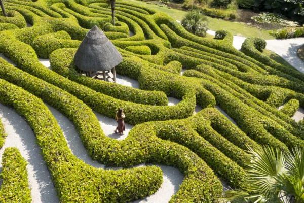 Visitor walking in the cherry laurel hedge maze at Glendurgan Garden, Cornwall. Planted on one side of the valley, in the heart of the garden. Cherry laurel is vigorous and tough enough to withstand regular trimming and footsteps around its roots. Palm trees mark the four corners of the puzzle and a thatched summerhouse sits in the middle.