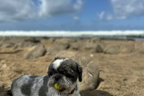 Dog beaches