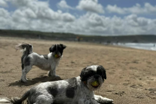 Dog beaches 2