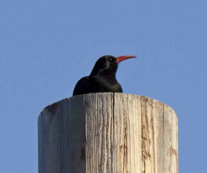 Chough_on_a_post_(5489528260)