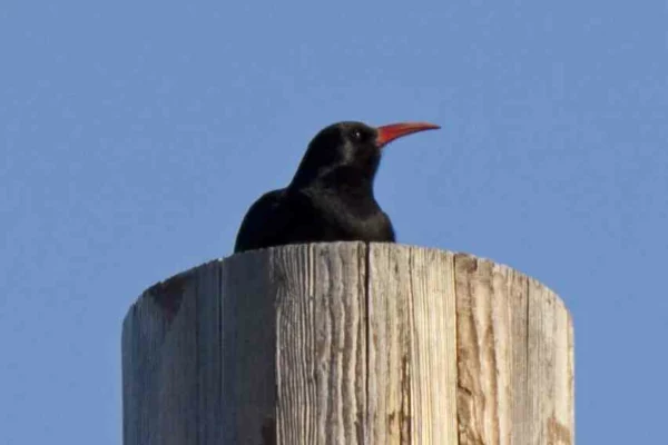 Chough_on_a_post_(5489528260)
